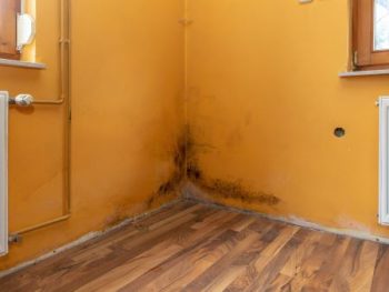 Mold Remediation West Linn Or