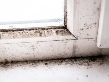 Mold In The Corner Of The Window