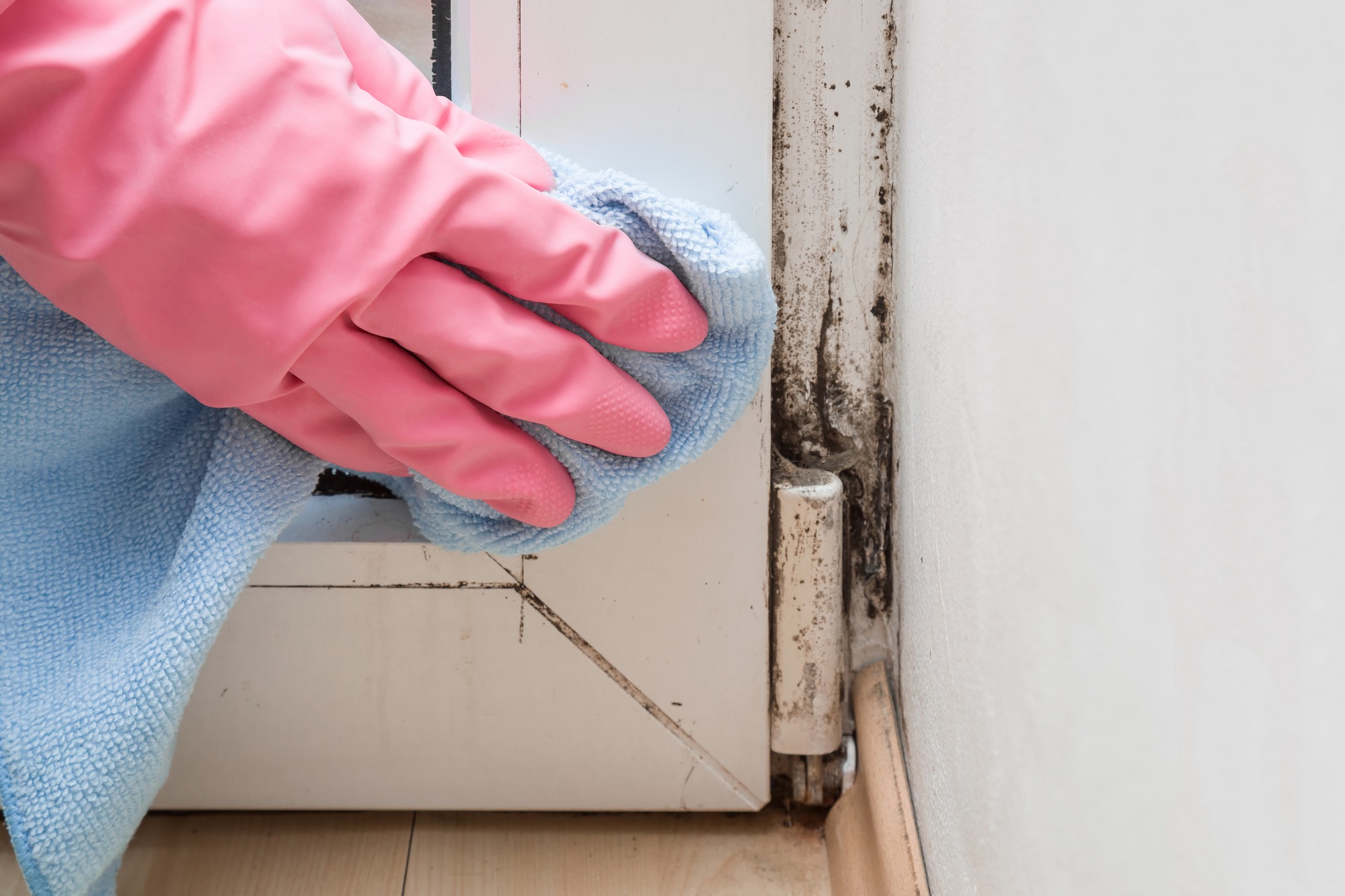 Mold Remediation Portland OR